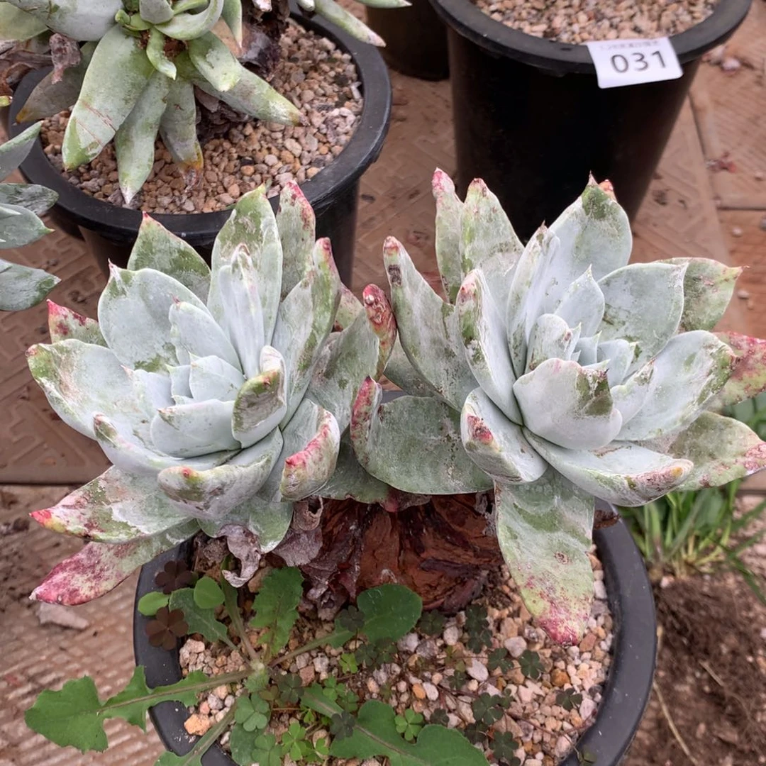 连*塞丽娜，2月8日发货，新年快乐