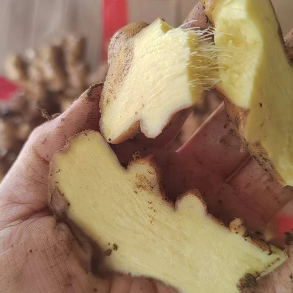A正宗贵州小黄姜高海拔种植现挖现发姜香浓郁新鲜美味可用于调味