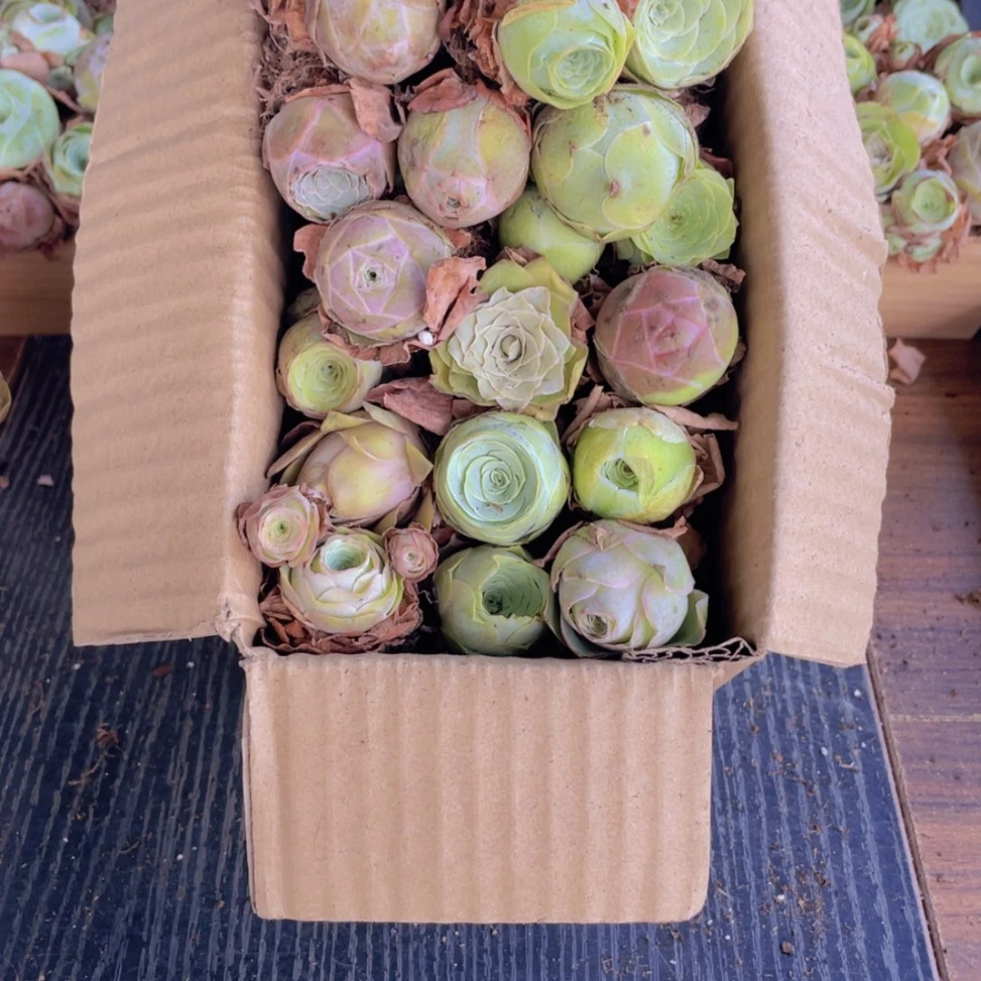 保底三十二颗以上量拍888888