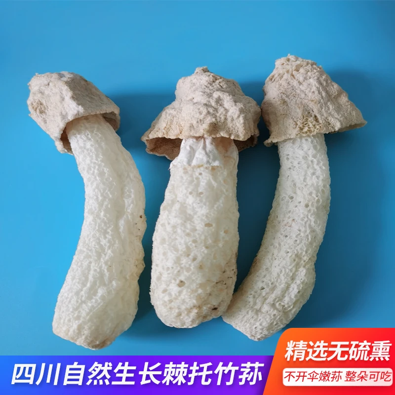 四川自然生长棘托竹荪干货柴火烘干无杂质菇蕾不开伞无硫熏无漂白