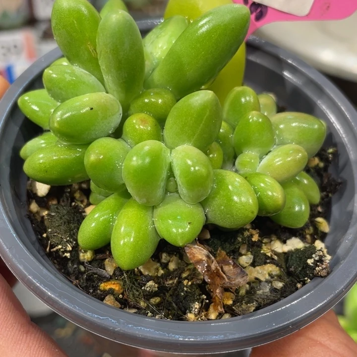 芒果一头拉丝锦397号的啊啊多肉