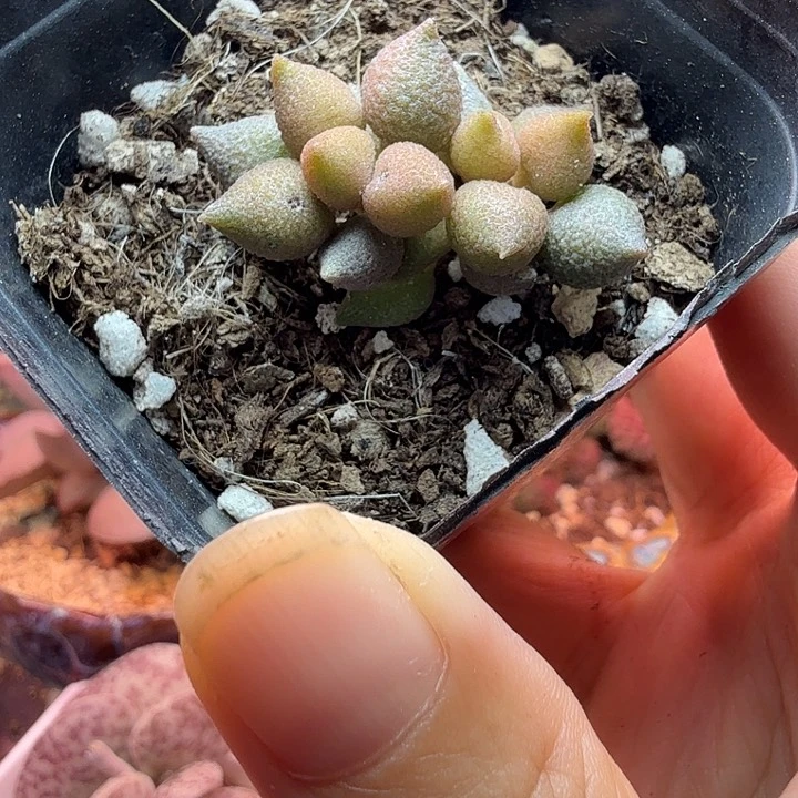 铜***沙水蜜桃的味道真的