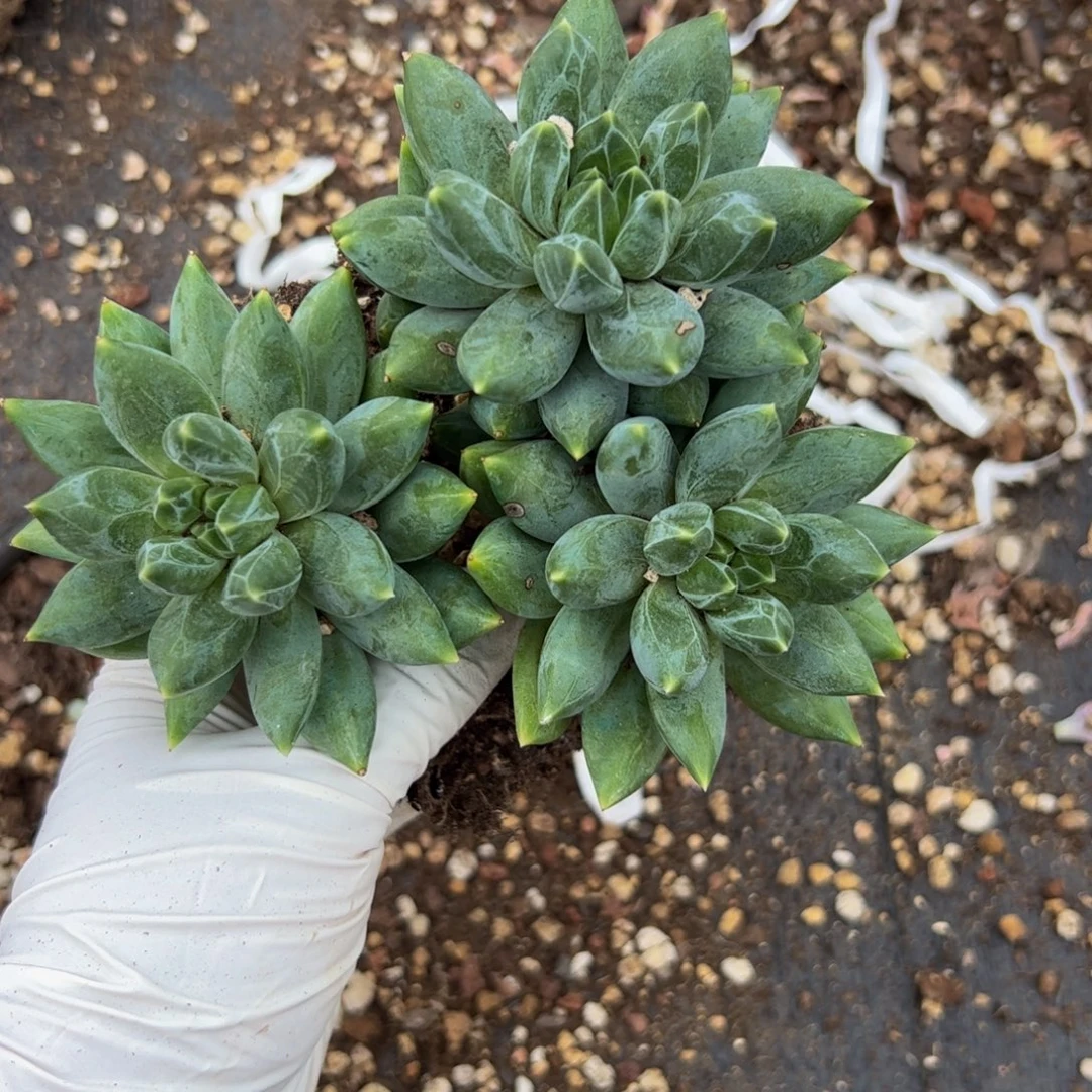 静****多肉植物多肉植物