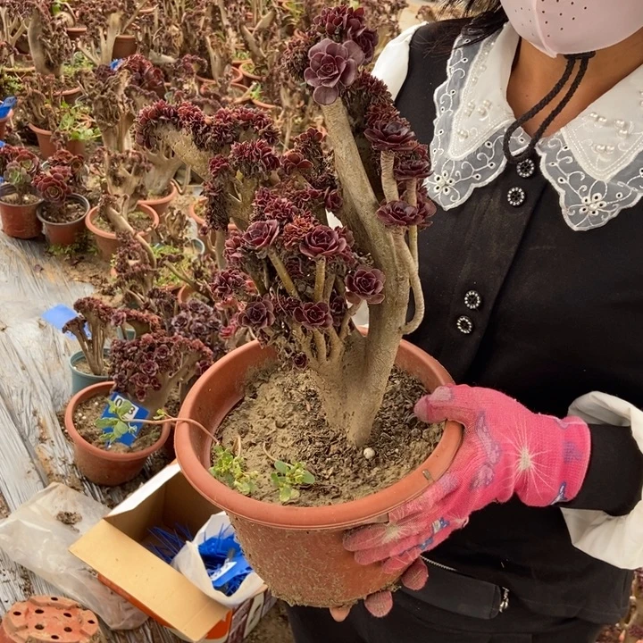 喂***你B002黑缀化老桩老桩