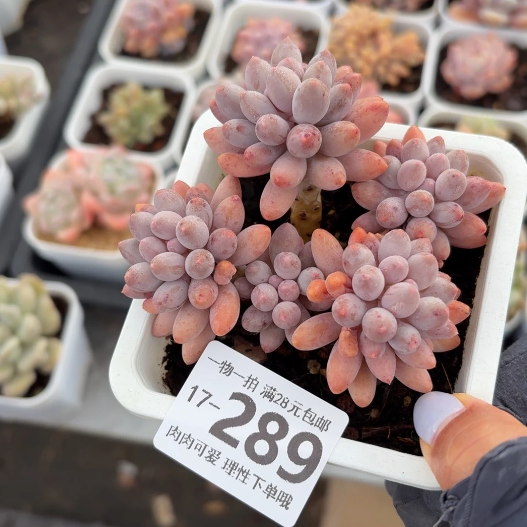 婴儿手指无盆土发货