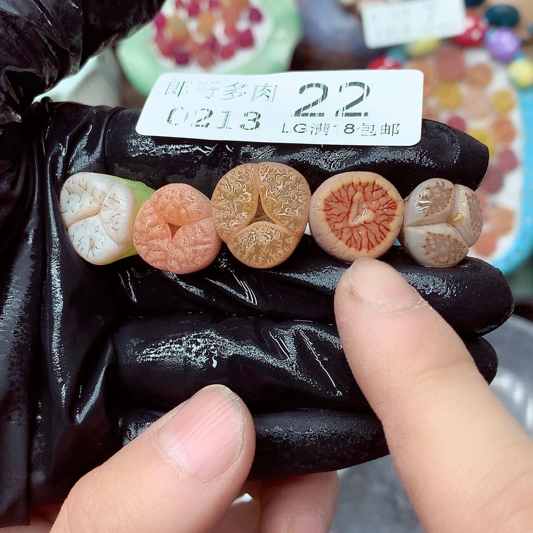 郎哥多肉生石花13-22