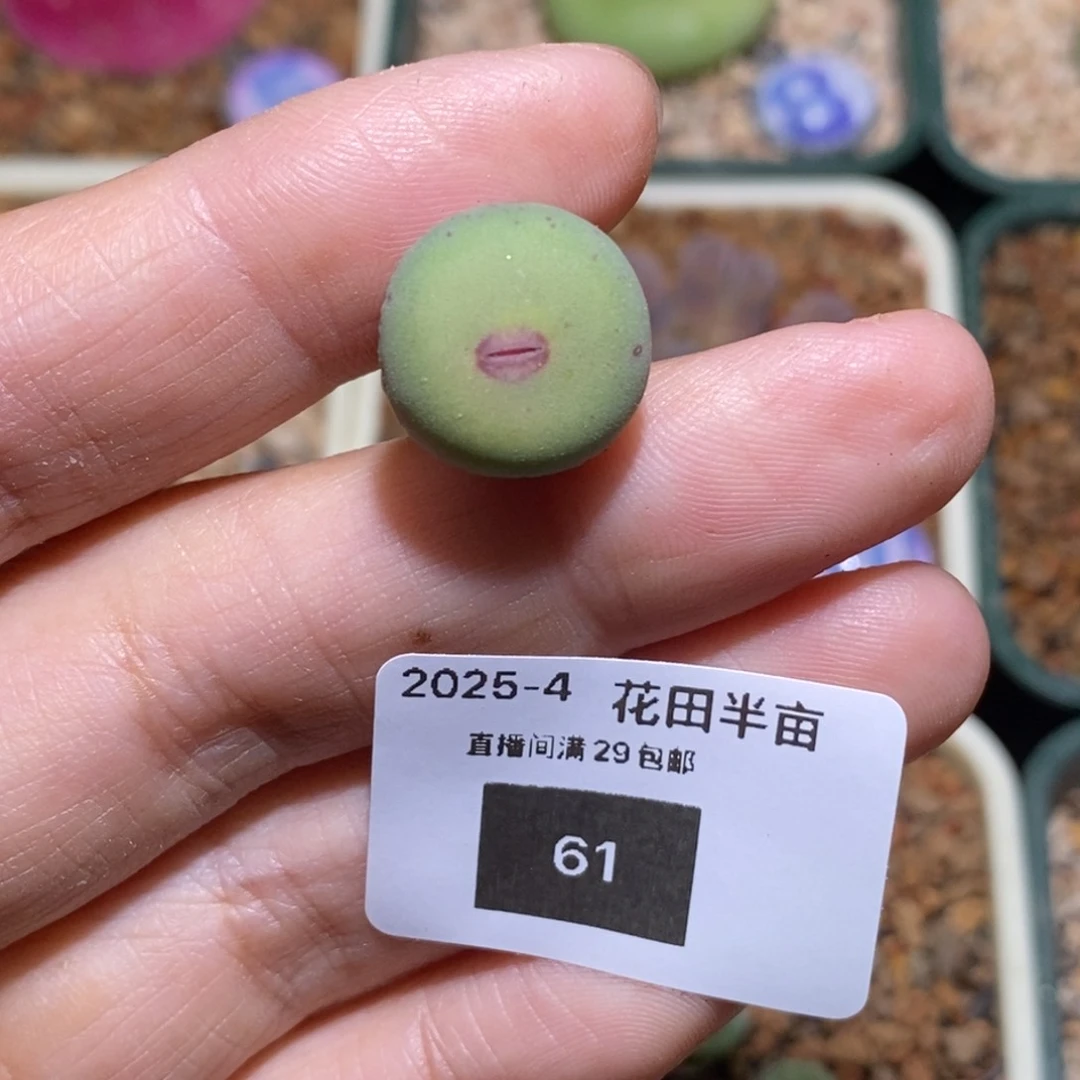 丁*61/Dows 61/Dows 61/Dows