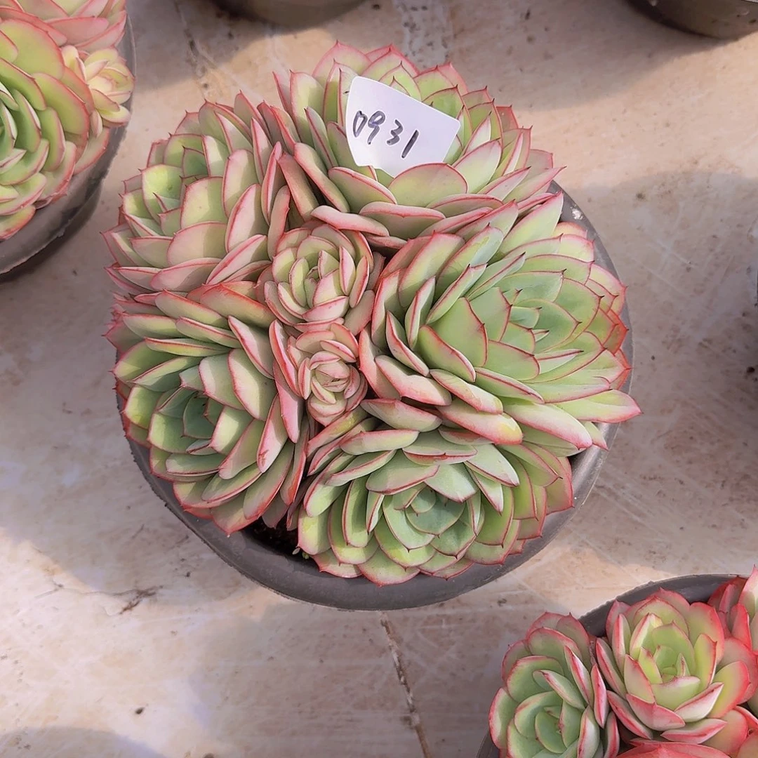 笑**风0931牡丹亭多肉