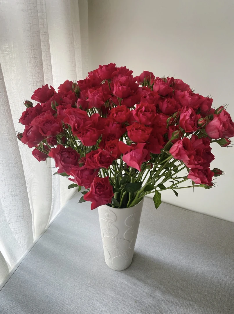 【九里花田】多头玫瑰玉玲珑-基地现采现发-1单发申通2单发顺丰