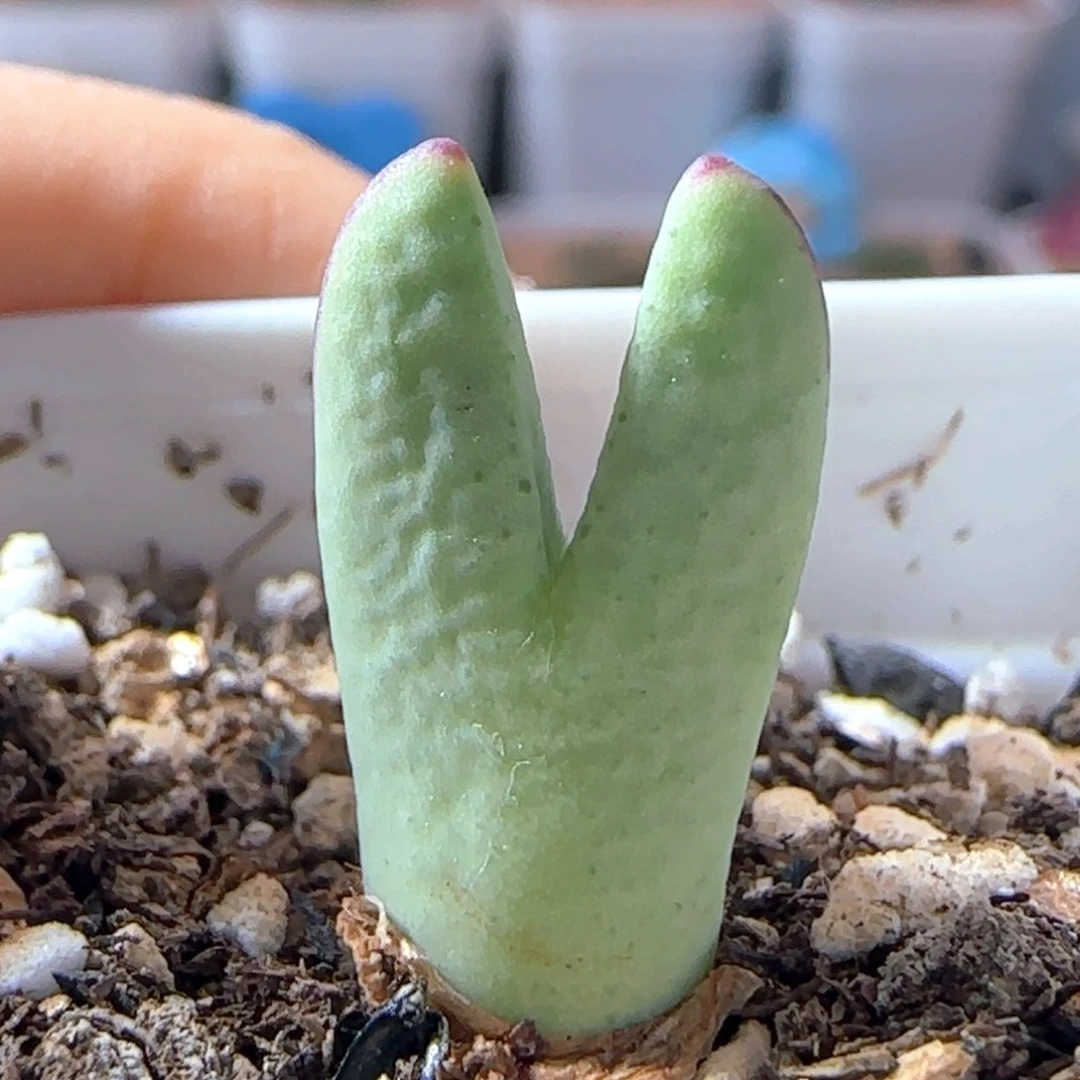 6.1.103/s'h458皮卡丘/