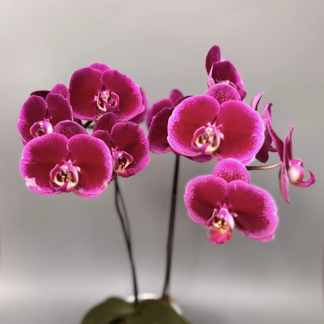 年销花【天后一号】3.5寸加高杯 无花键