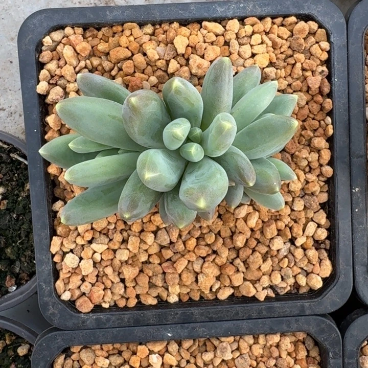 蓝眼睛 群生 一物一拍