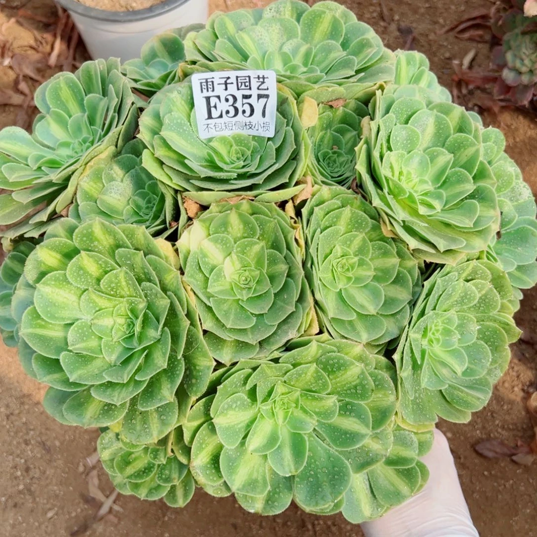 357翡翠琉璃尺寸30左右