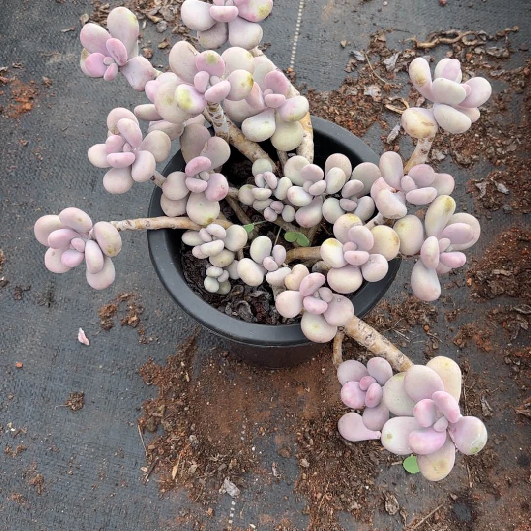 永**爱56号老庄多肉植物