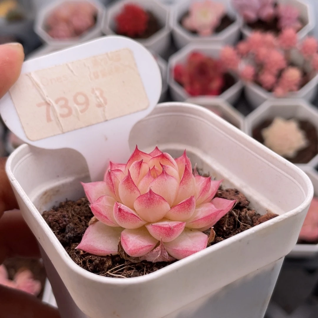 女王7393-4.0厘米