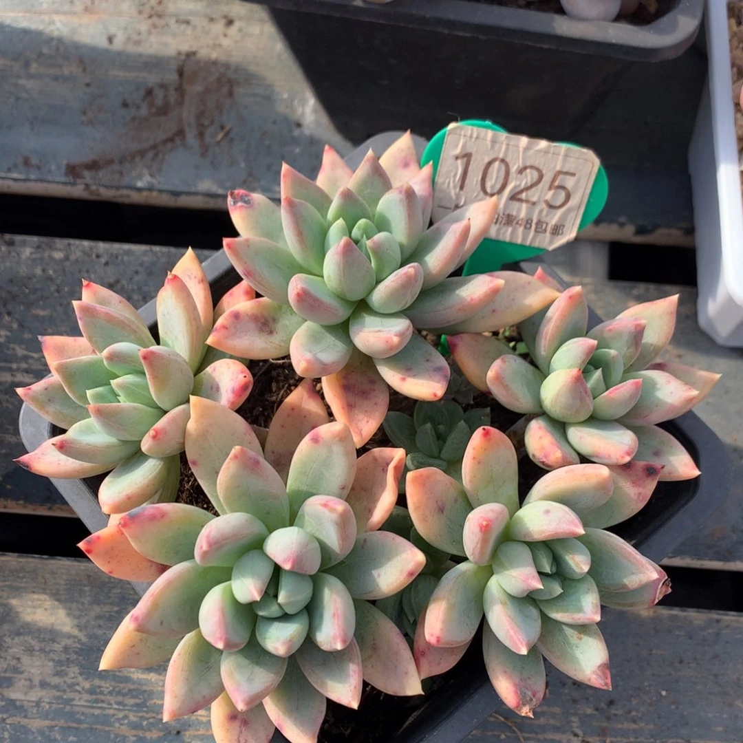 红蛋老桩无砍平头1025