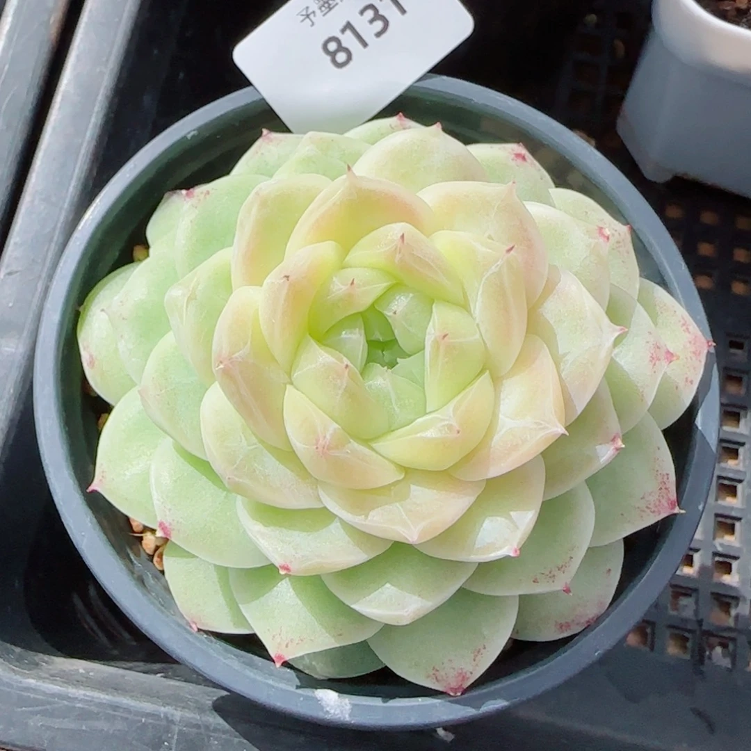梨花白，8131多肉植物