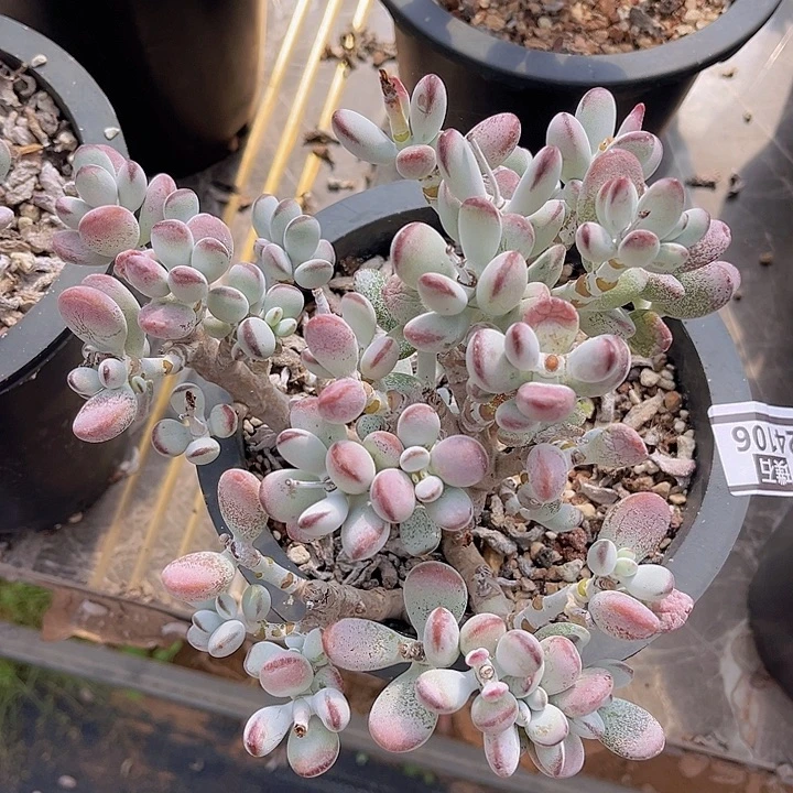 乒乓福娘24106多肉植物