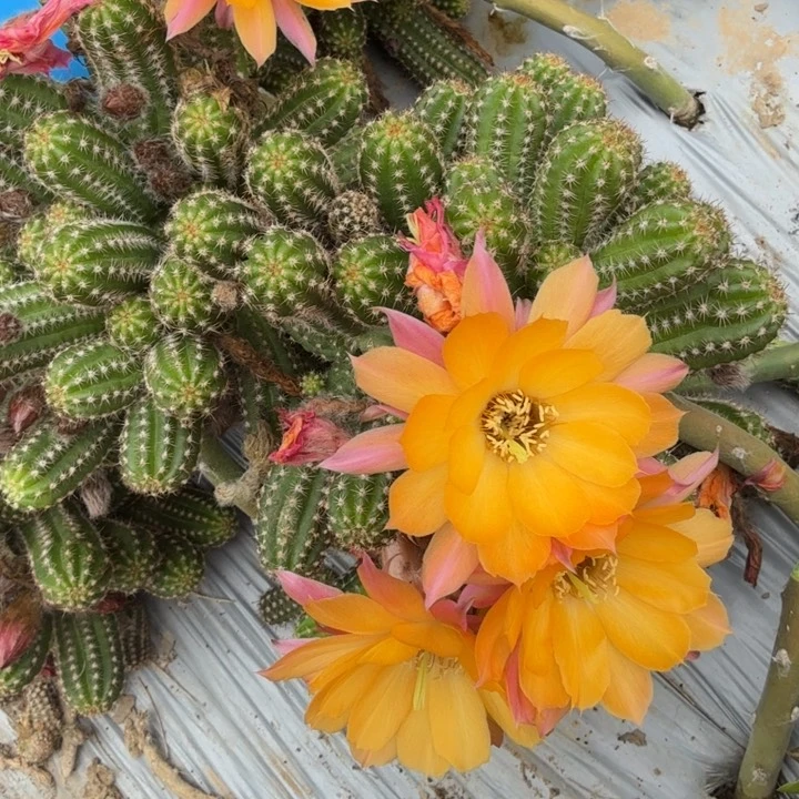 白檀仙人掌976群生452