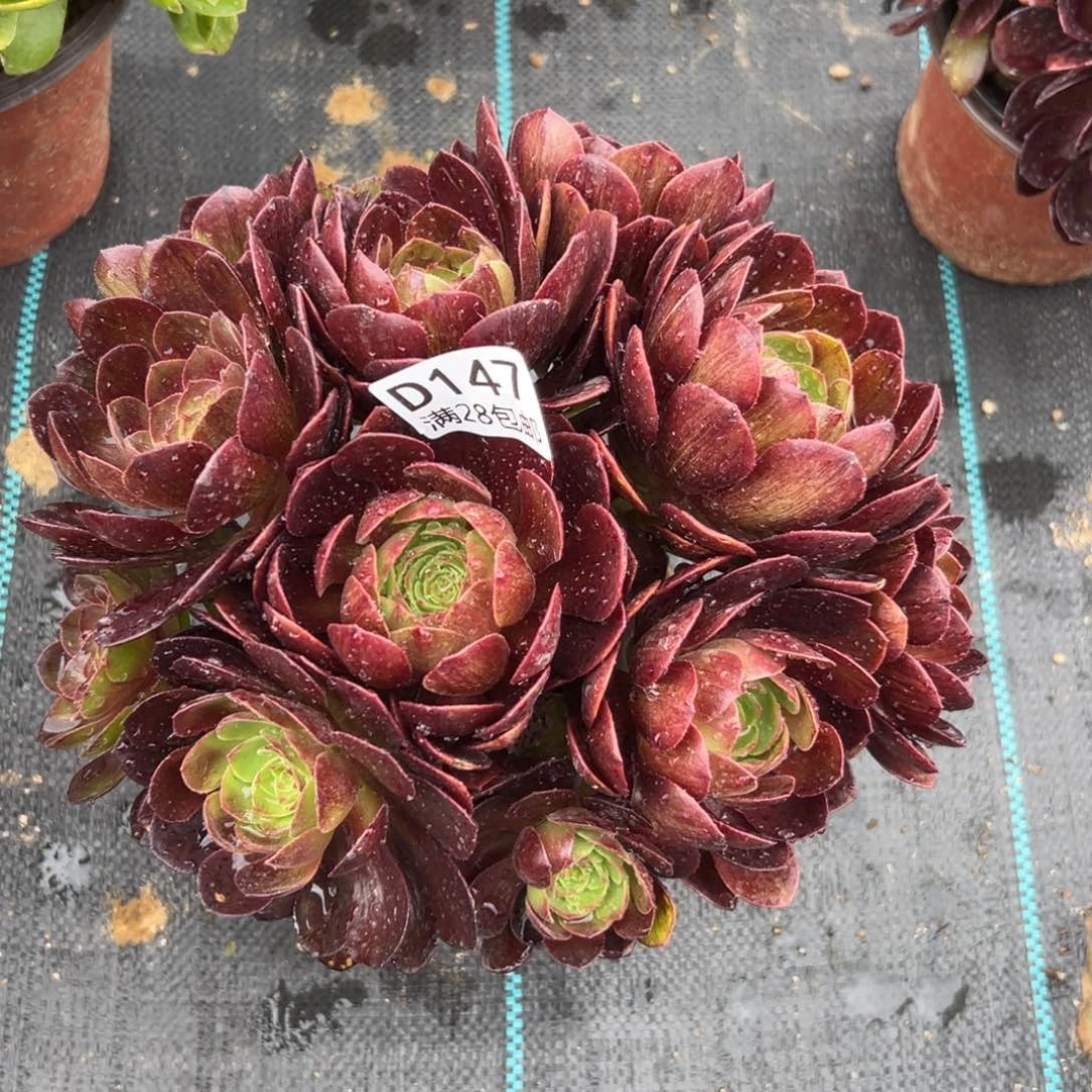 147多肉   黑寡妇