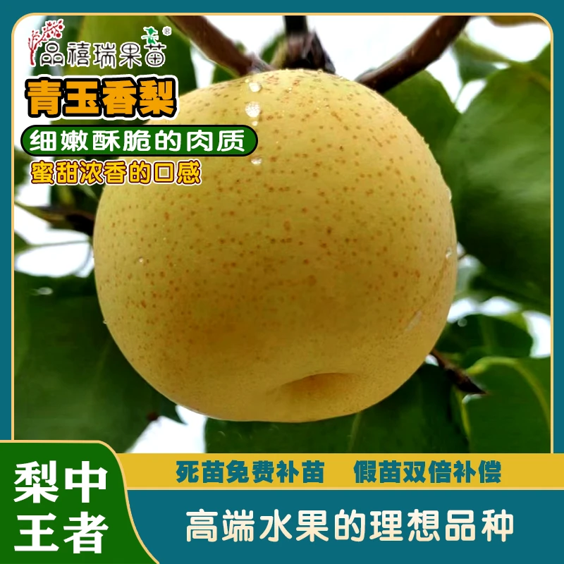 日本青玉香梨/真香梨的高端标杆/拍下送红杏梅、血玉桃、蜂蜜罗莎李