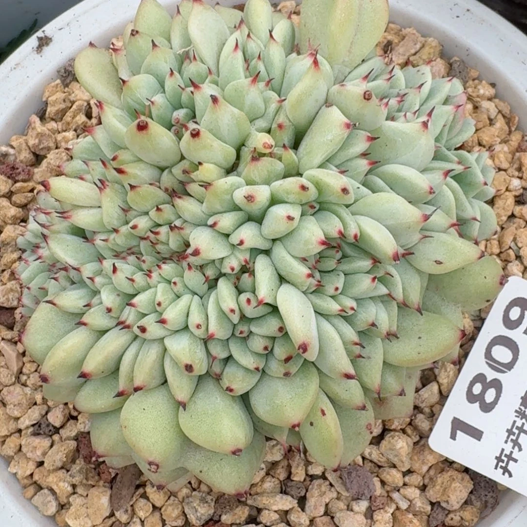 1809一物一拍（满28包邮）