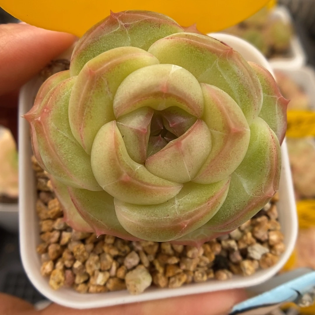 宽圆叶珍妮可拍5178号。