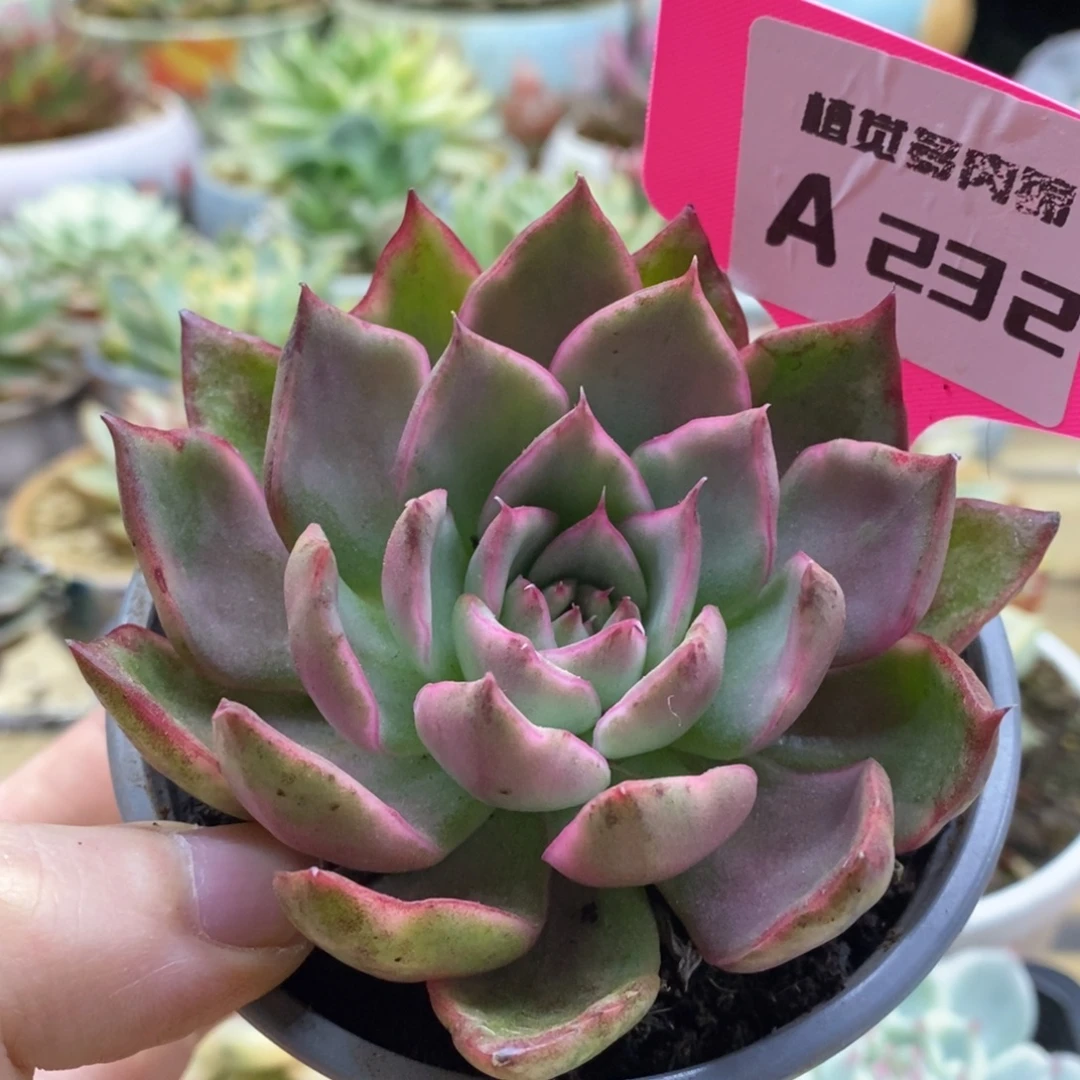 232野马锦锦锦锦锦锦