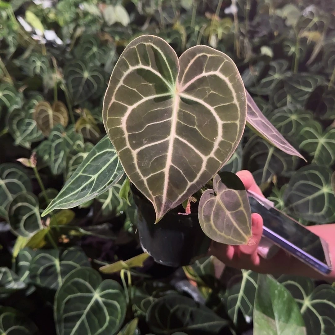 无花朵一物一拍l03