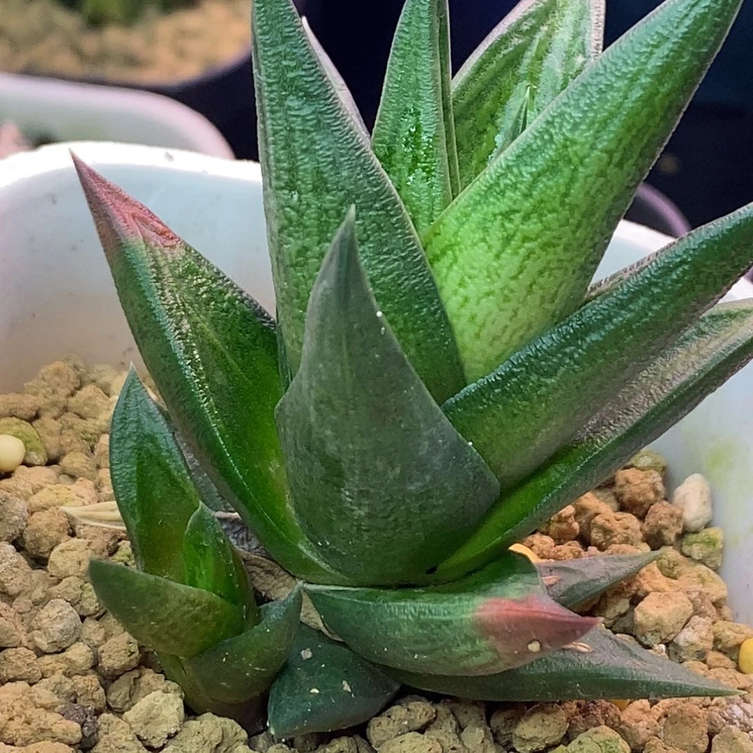 不带盆脱土裸根发货