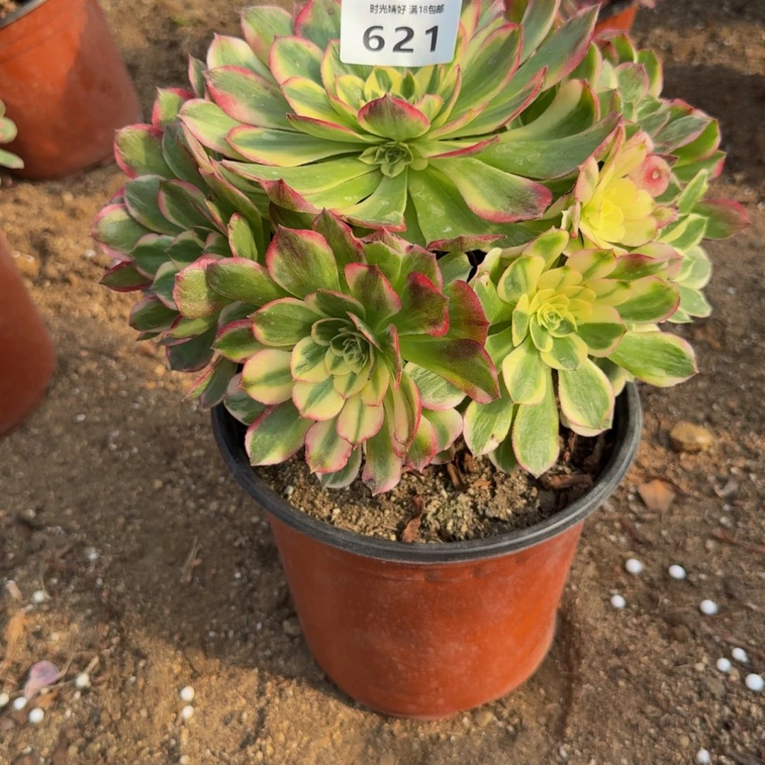 621，海鲜。多肉植物