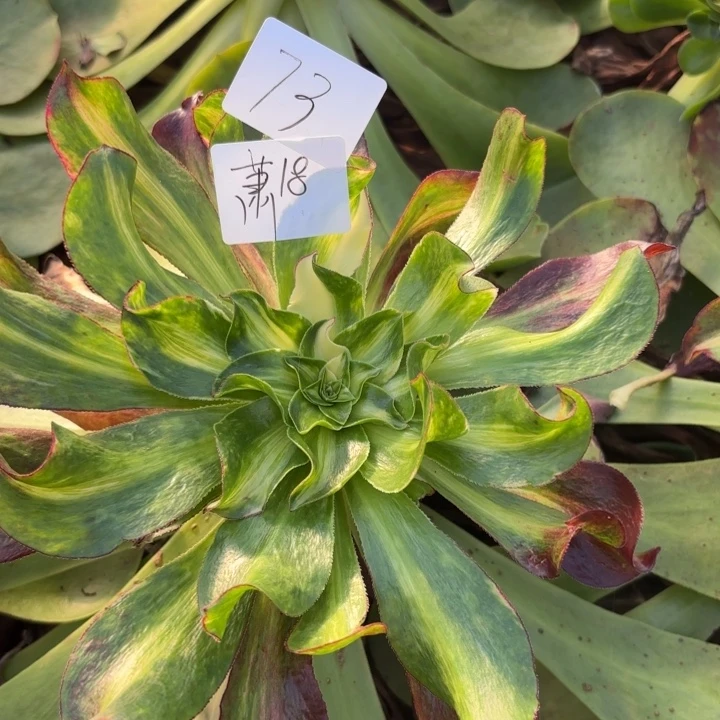 萧***姐无花朵073特价组合无根无售后