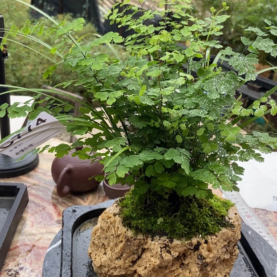 用***3无花朵774带石头盆