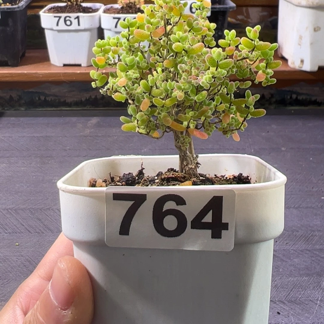 枝干番杏多肉植物764安