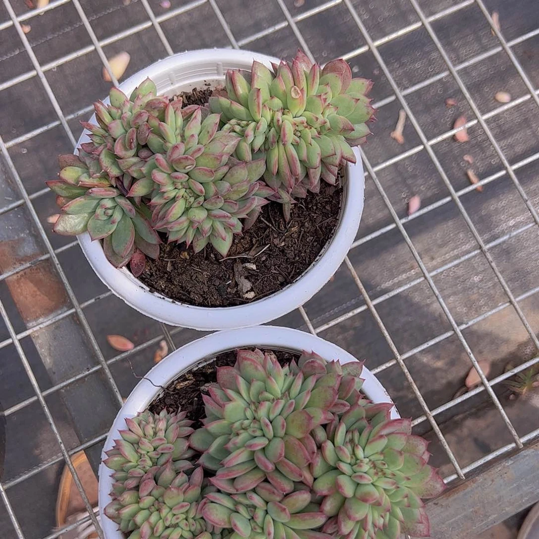 红拉糖缀 多肉植物