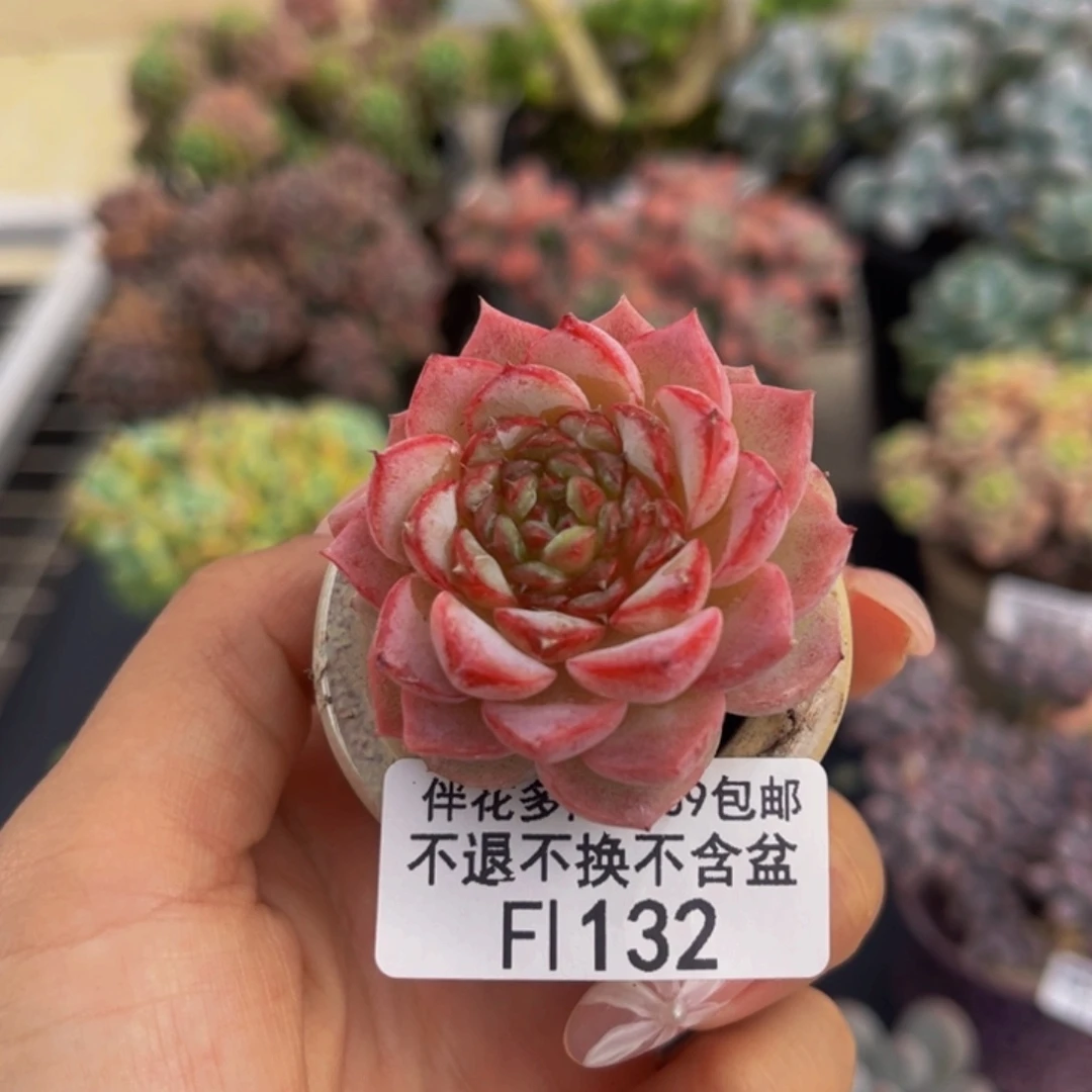 132-天鹅绒多肉3cm