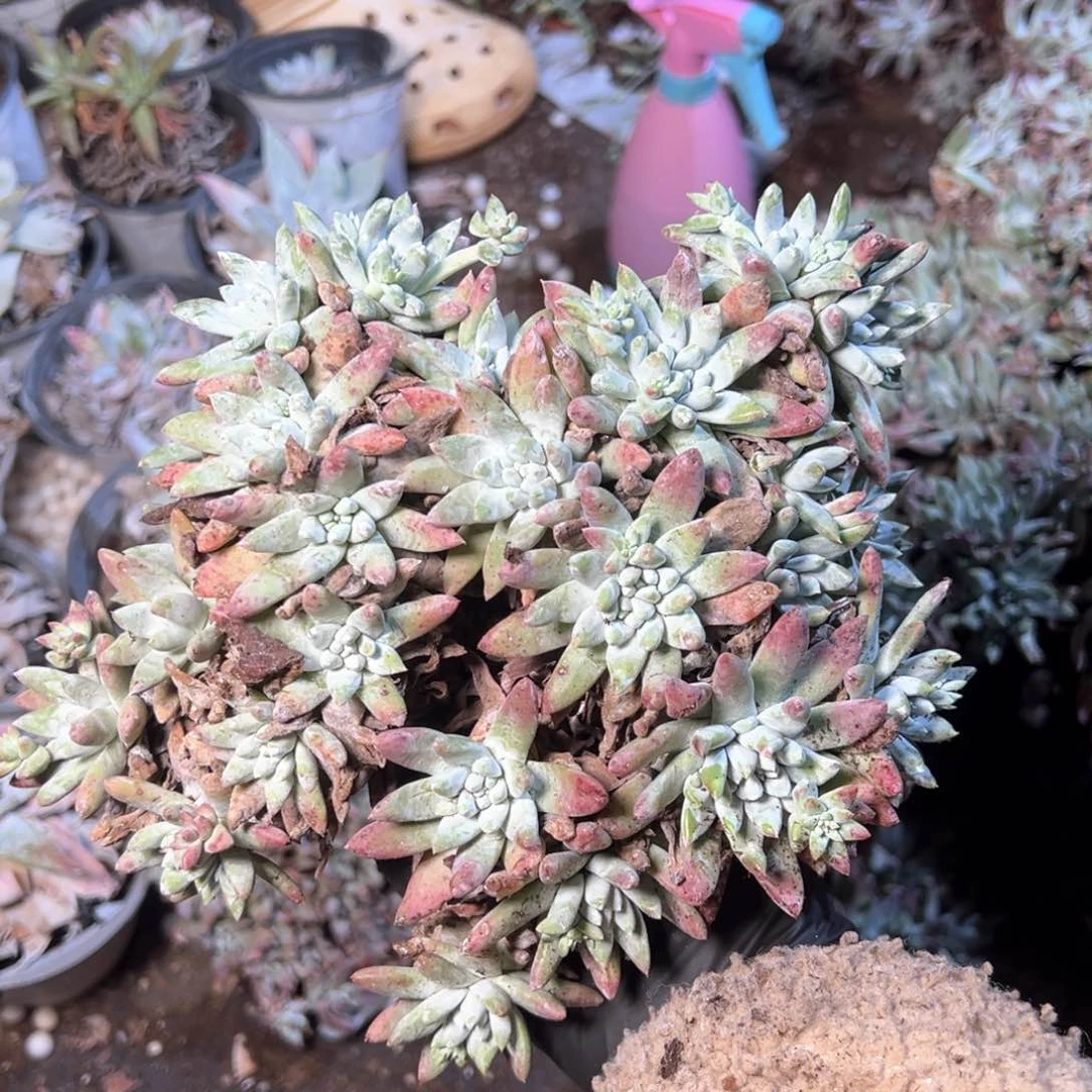 6839哈哈哈哈哈哈哈哈