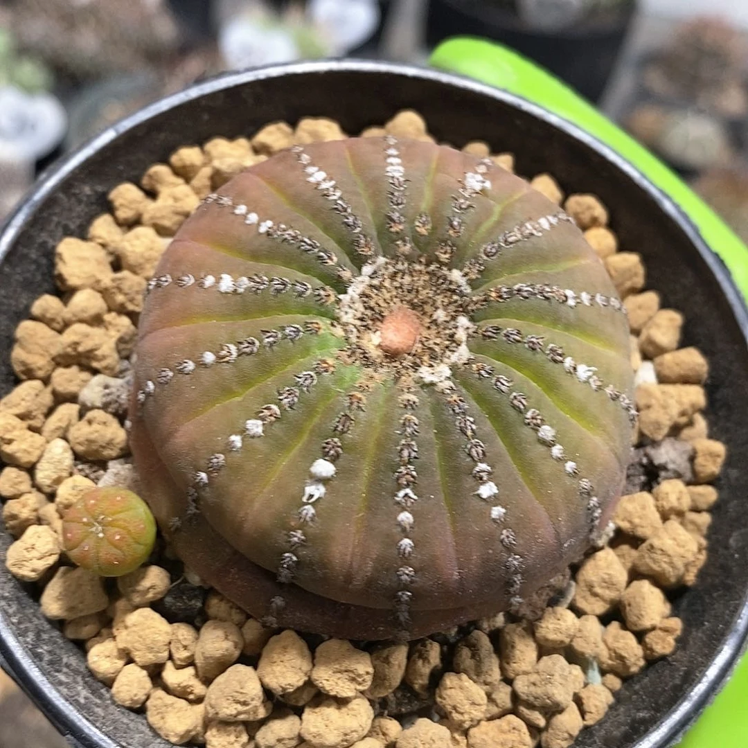 G**s实生黛型士童仙人球