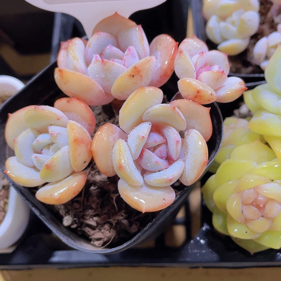 1419号 飘枝新品多头