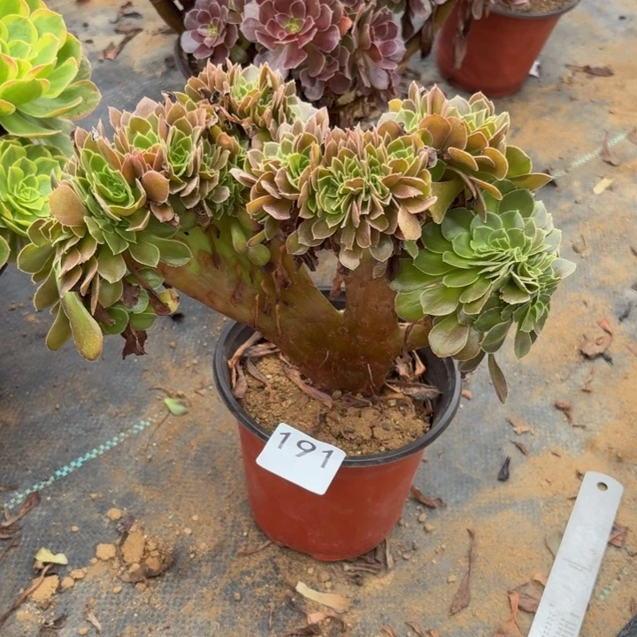 荷兰玫瑰多肉植物不包损191