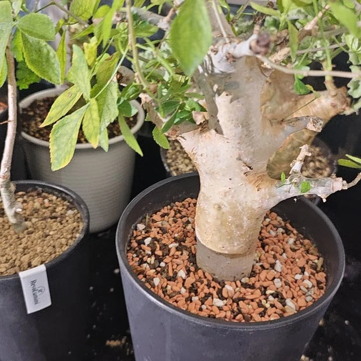 K***g一物一拍，养定熟桩！！！