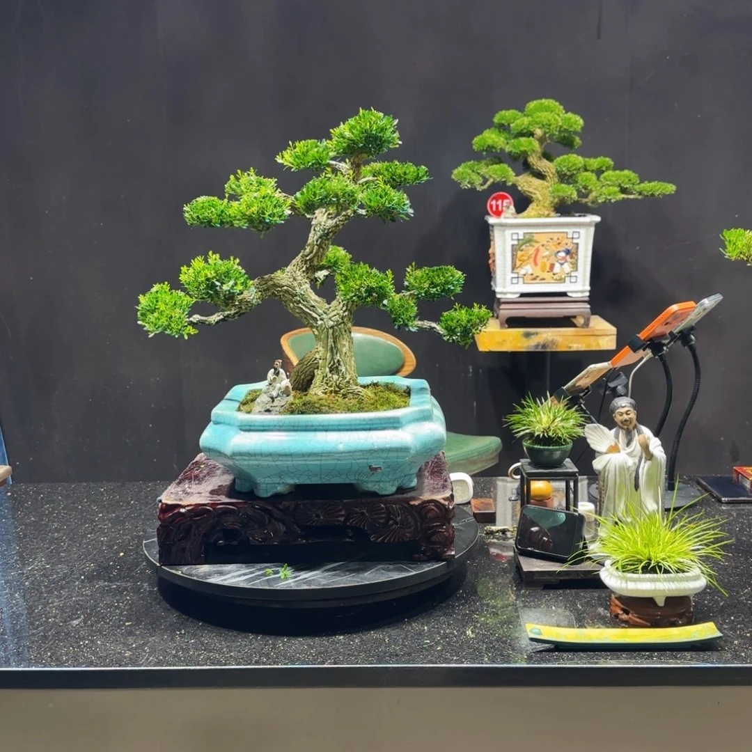 无花朵黄杨室内室外盆景艺术