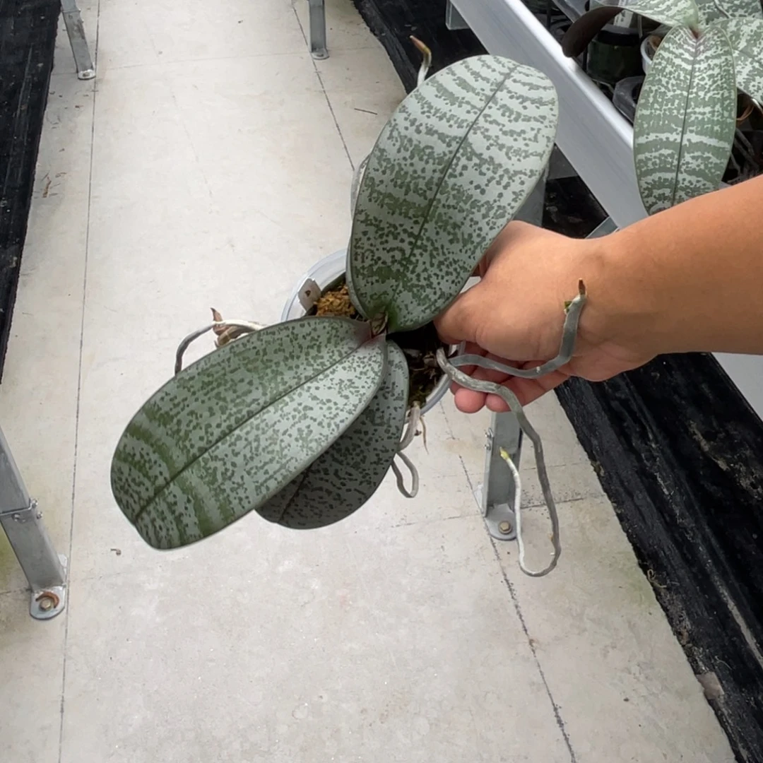 完全开放1759 3寸 JG2317西蕾丽