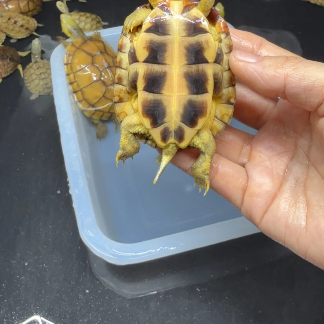 @***、公宠物龟背甲7厘米