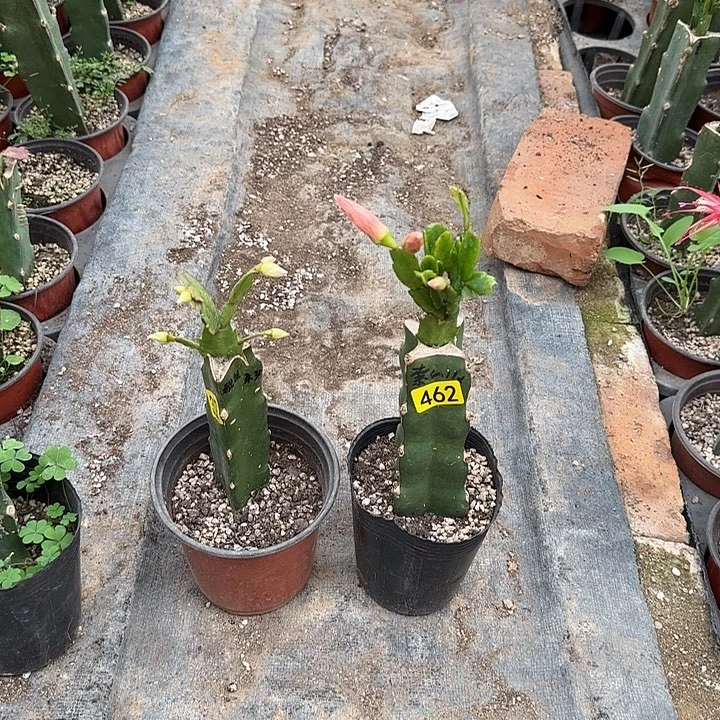 329+462嫁接蟹爪兰：索菲亚+雅丝