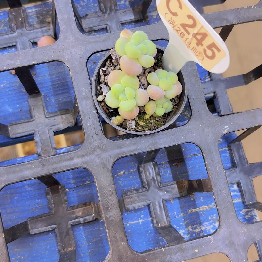 C245洛神一物一拍