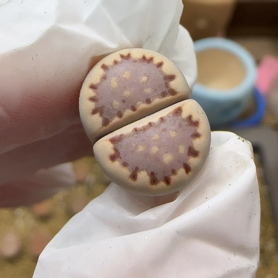 11.19.1621.013饼干.9022尺寸1.3cm