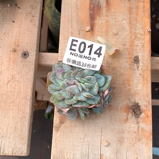 白凤缀化014  亏本处理退款拉黑需延迟发货