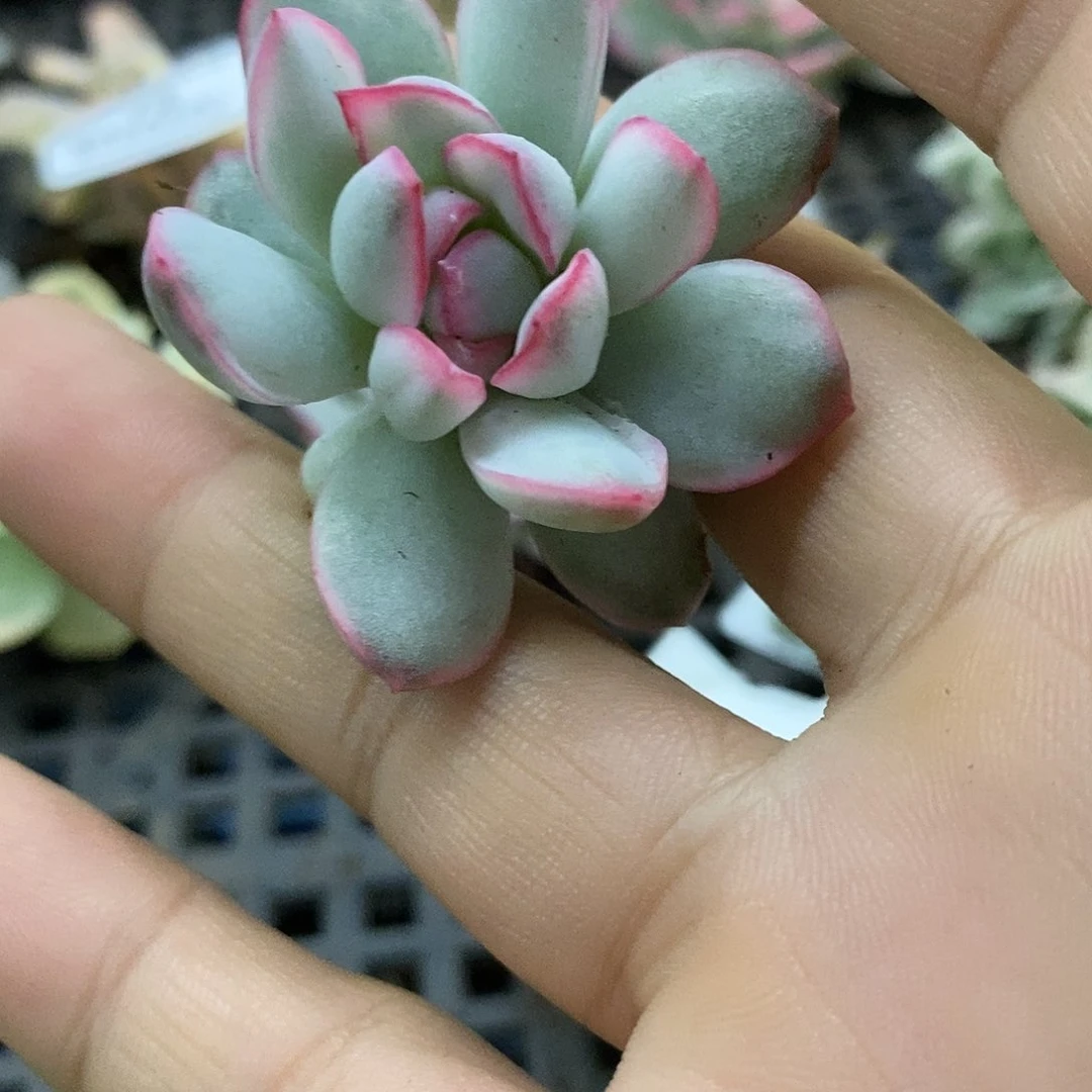 63雨燕座白锦炸多肉植物