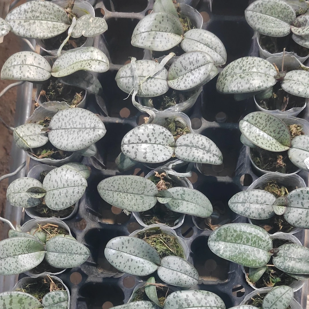 蝴蝶兰苗【银叶西雷利1号】1.7寸杯宝宝苗，无花剑